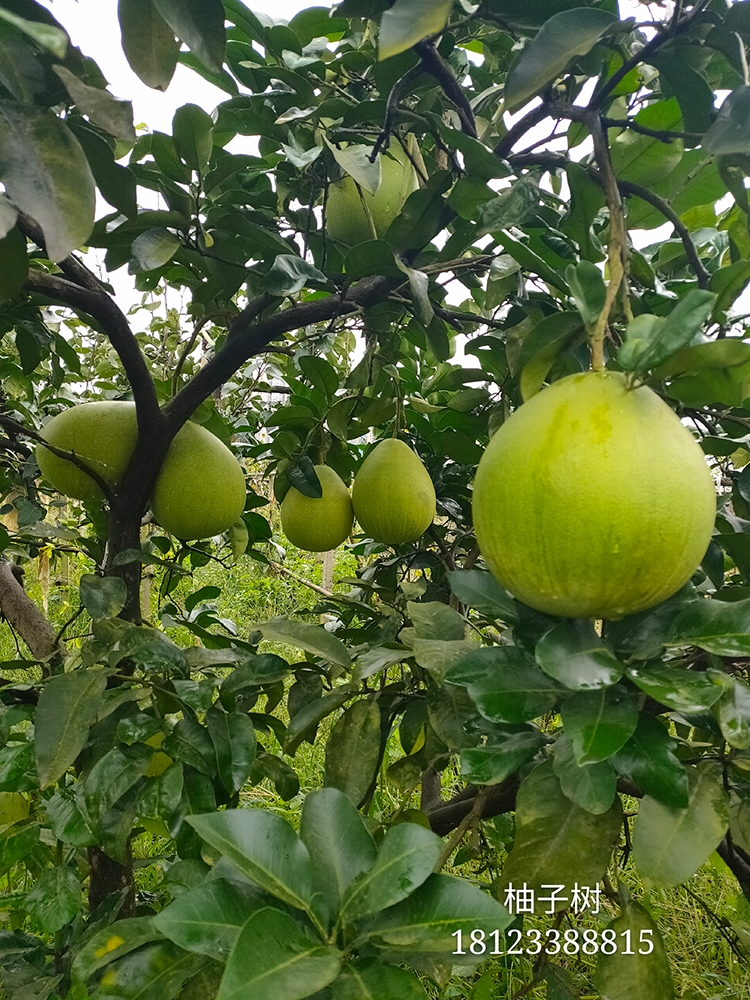 柚子树