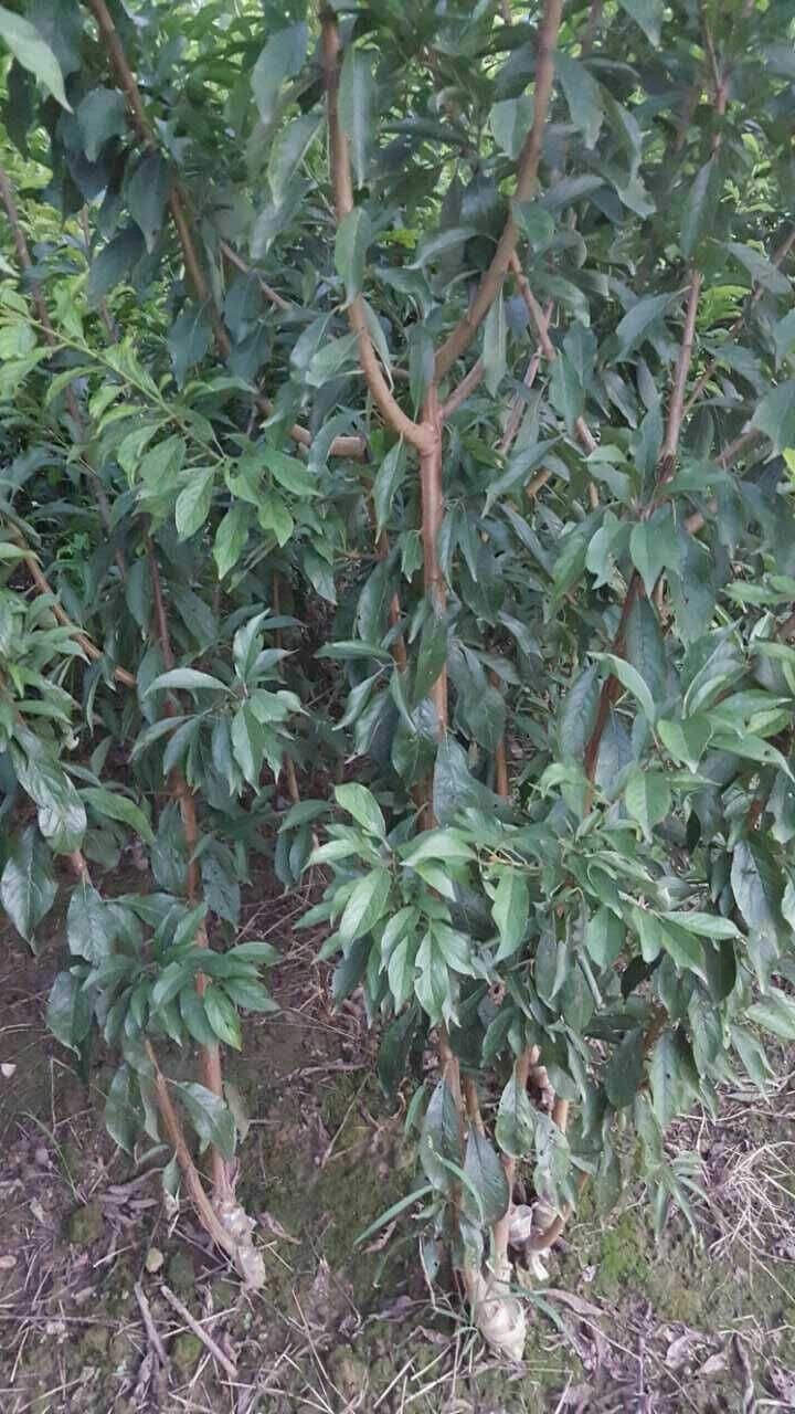 李子树