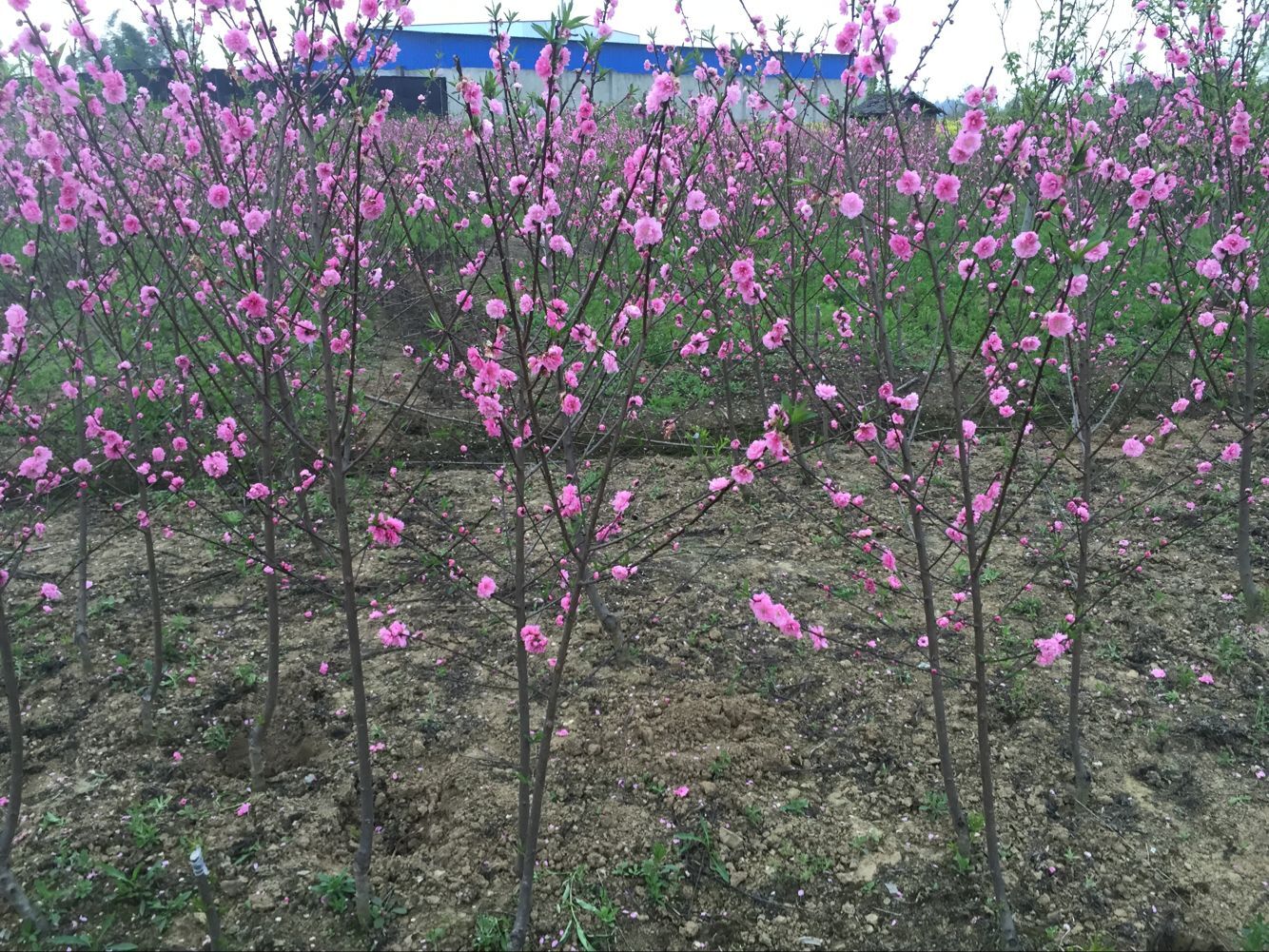 花  桃