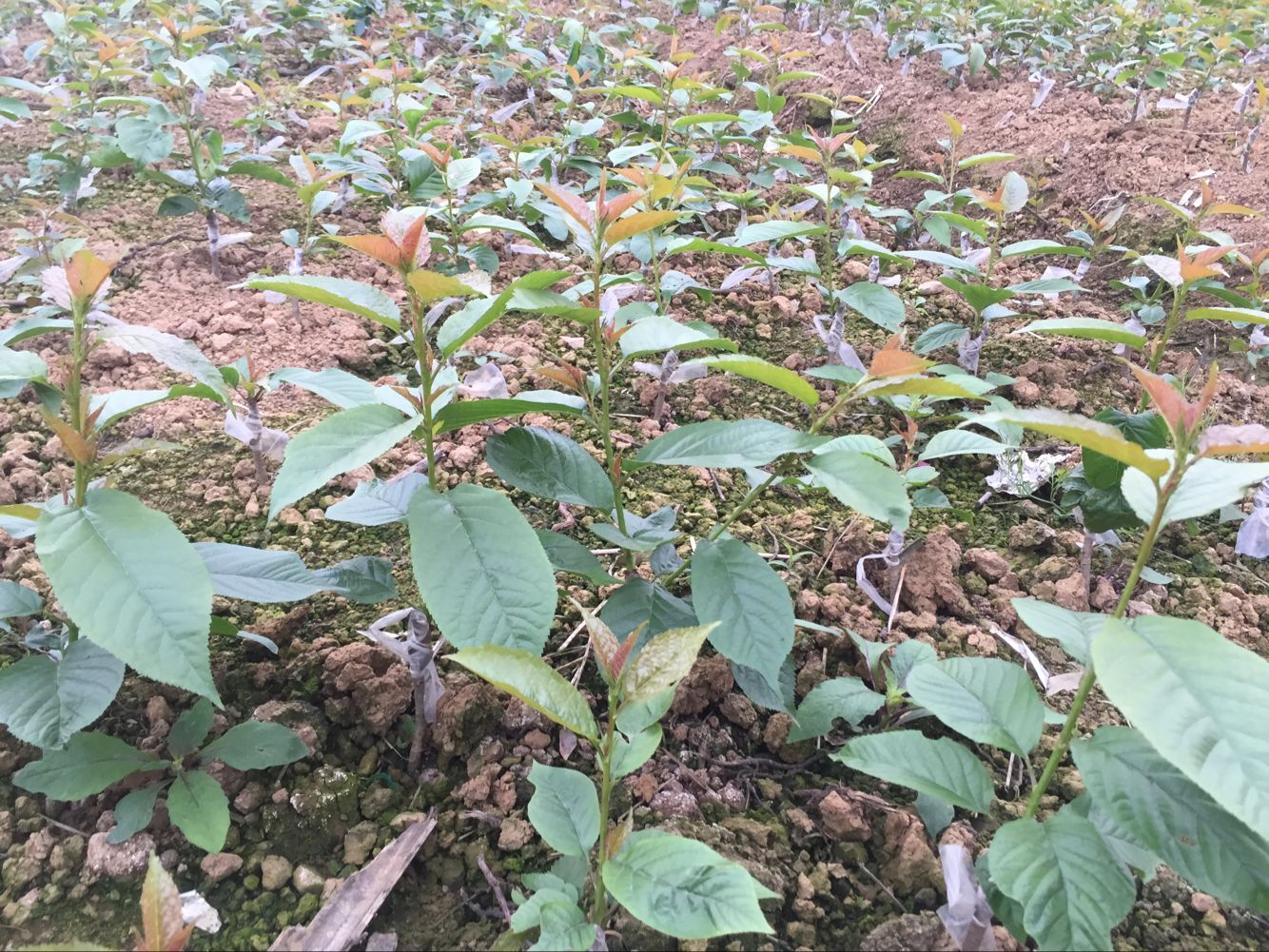 新嫁接樱桃