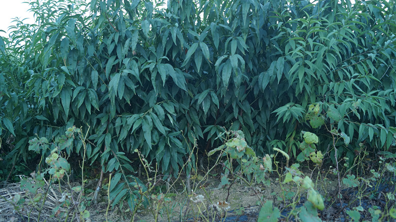 桃苗